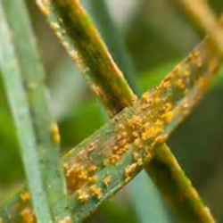 Close-up of green grass blades with orange-yellow rust-like spots and streaks.