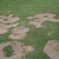 Lawn with multiple circular brown patches, possibly disease or damage, amidst healthy green grass.