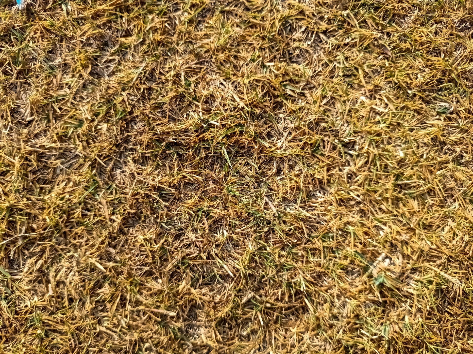 Dry, yellow-brown grass, possibly dead or dormant, covers a ground surface.