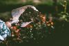 Hand holding a trowel full of dark soil, tending to a flower bed with orange and yellow blooms.
