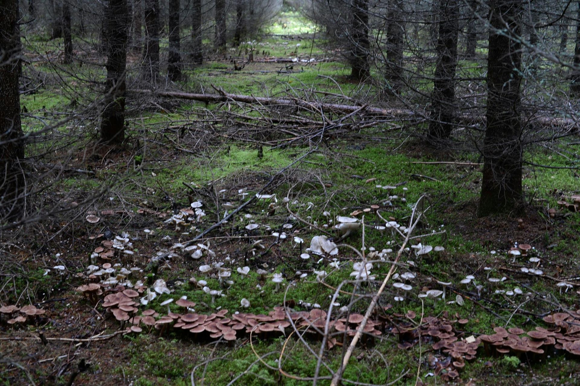 Forest floor with rows of trees, brown and white fungi ringed among green moss.