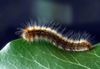 Brown and white caterpillar covered in fuzzy hairs on a green leaf.