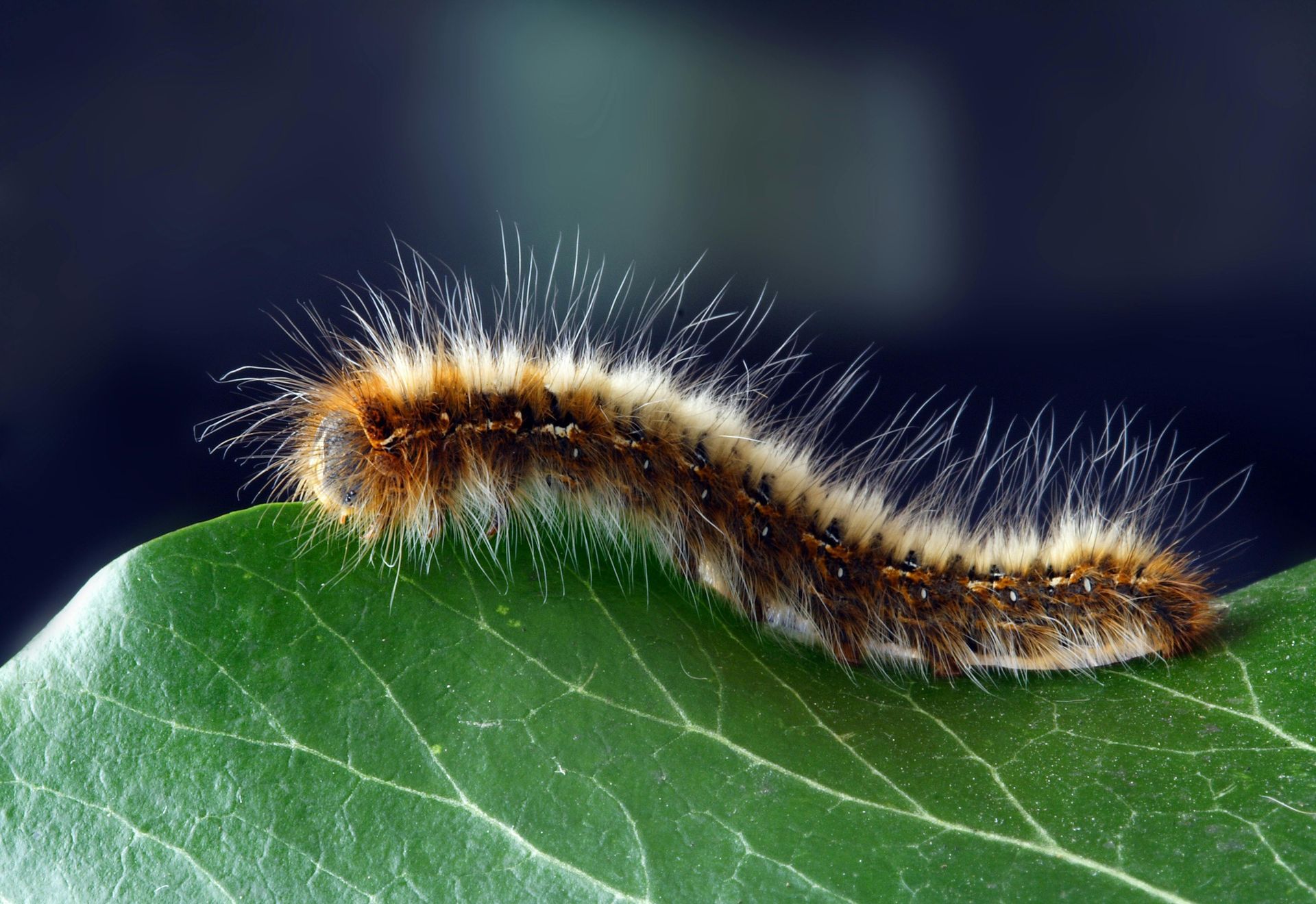 Brown and white caterpillar covered in fuzzy hairs on a green leaf.