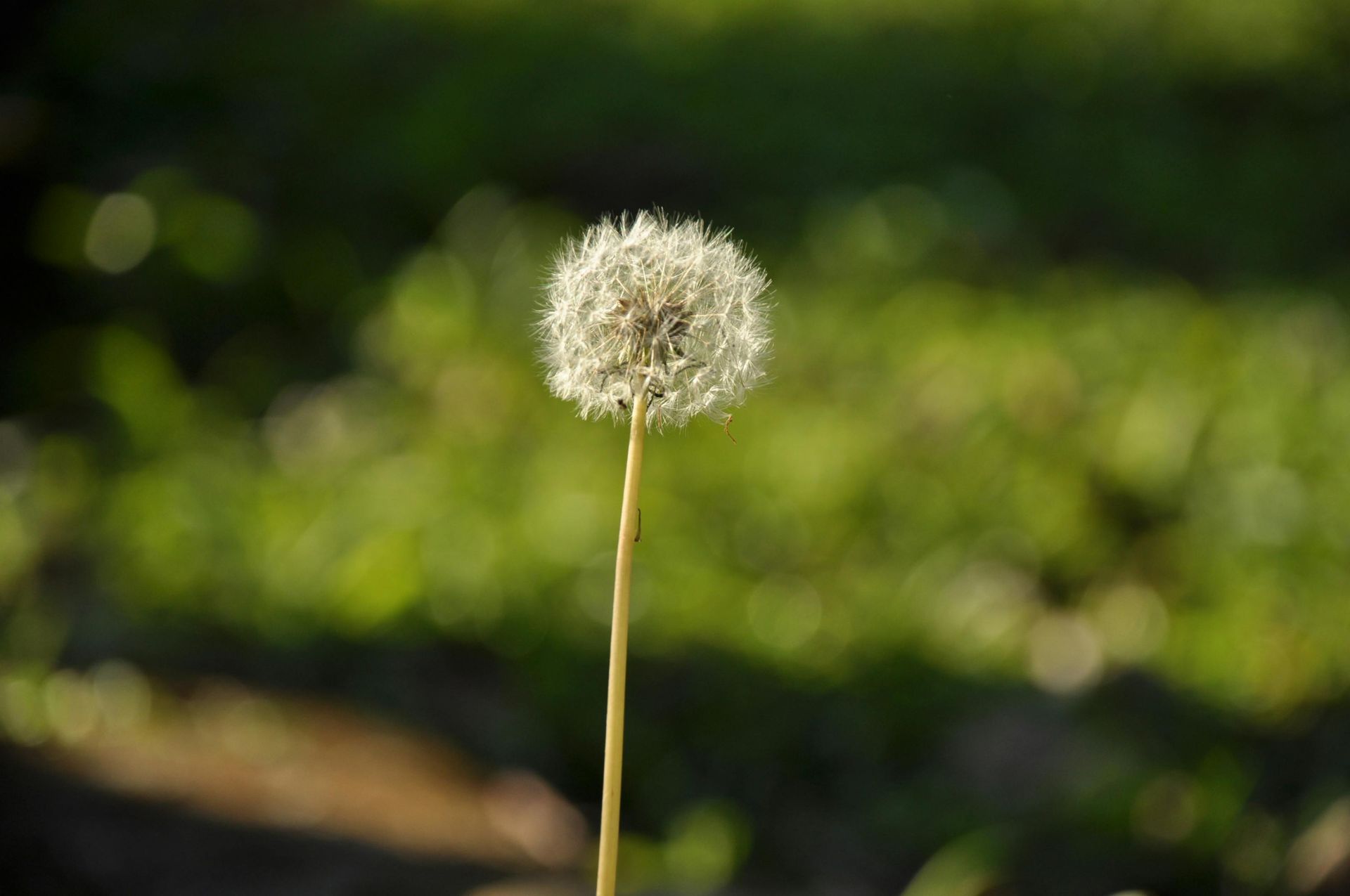 Dandelion seed head on a thin stem; blurred green background.
