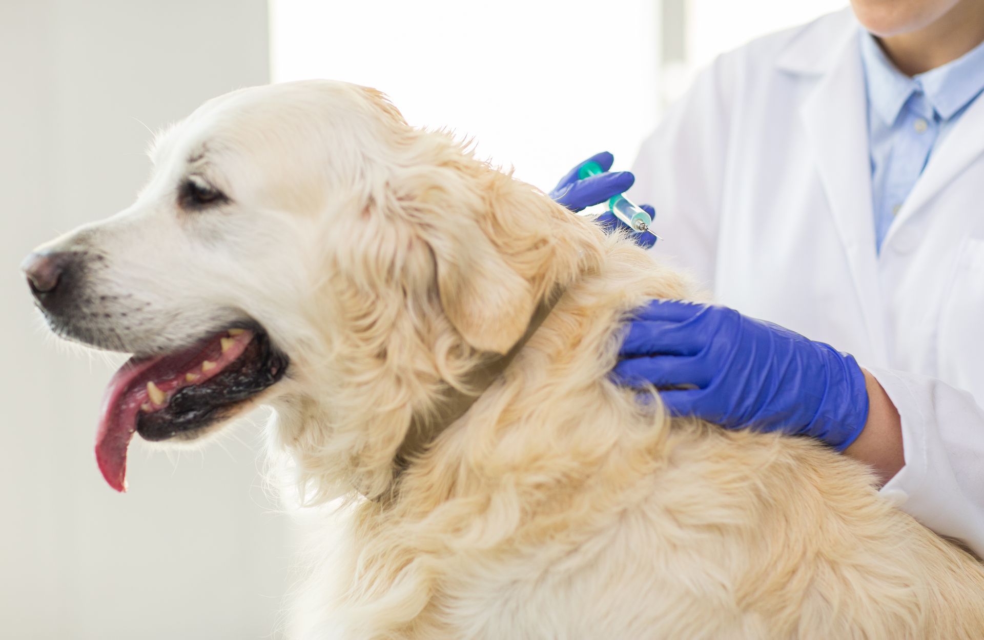 Veterinarian in blue gloves examining a cream-colored dog on a clinic table Veterinarian in blue gloves examining a cream-colored dog on a clinic table