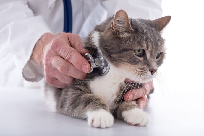 Veterinarian examining a gray-and-white cat in a clinic