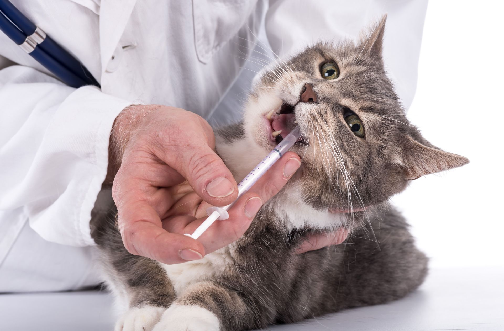 Veterinarian giving a gray tabby cat liquid medicine with a syringe Veterinarian giving a gray tabby cat liquid medicine with a syringe