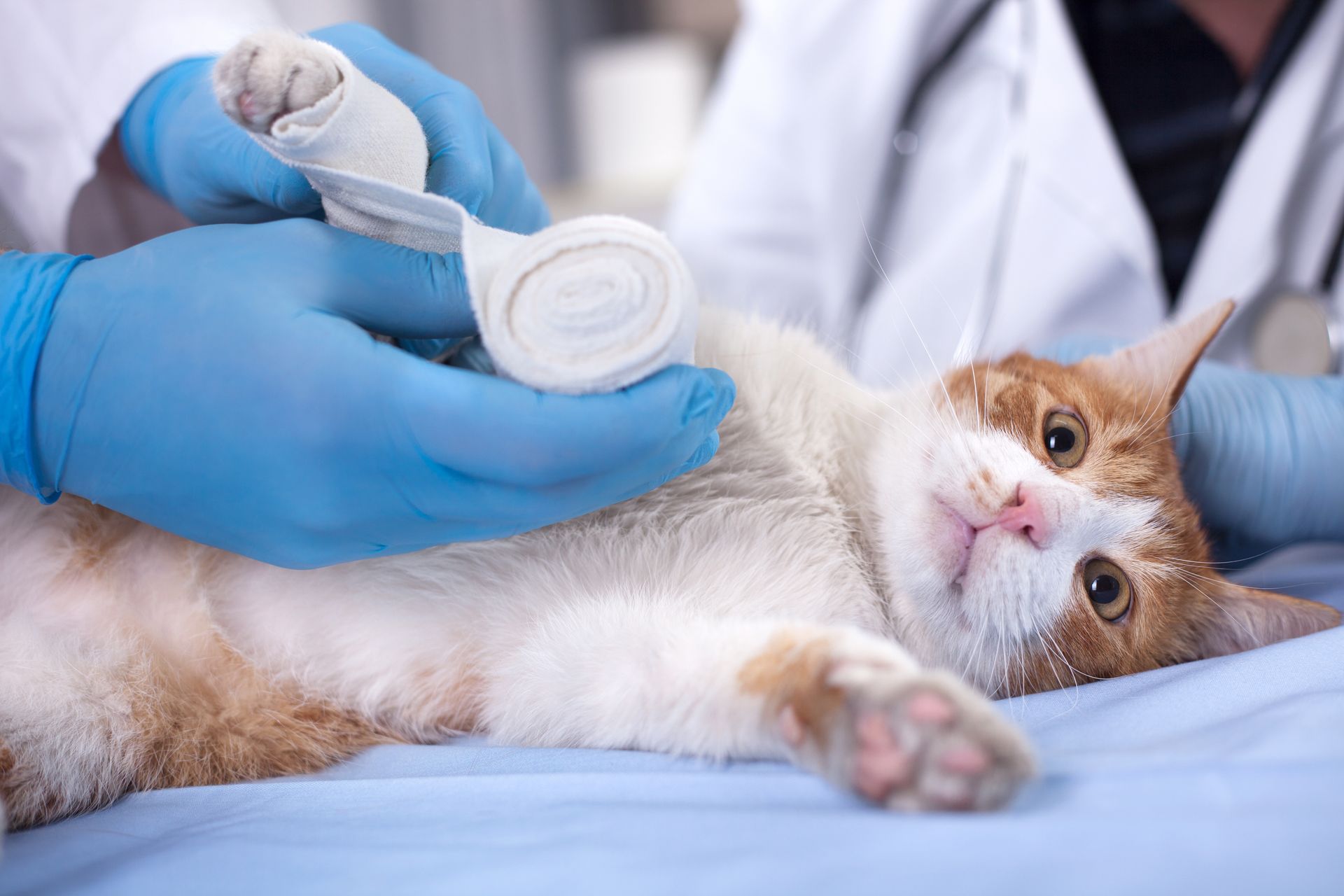 Veterinarian bandaging a cat’s paw on a exam table, with the cat lying calmly on its back.