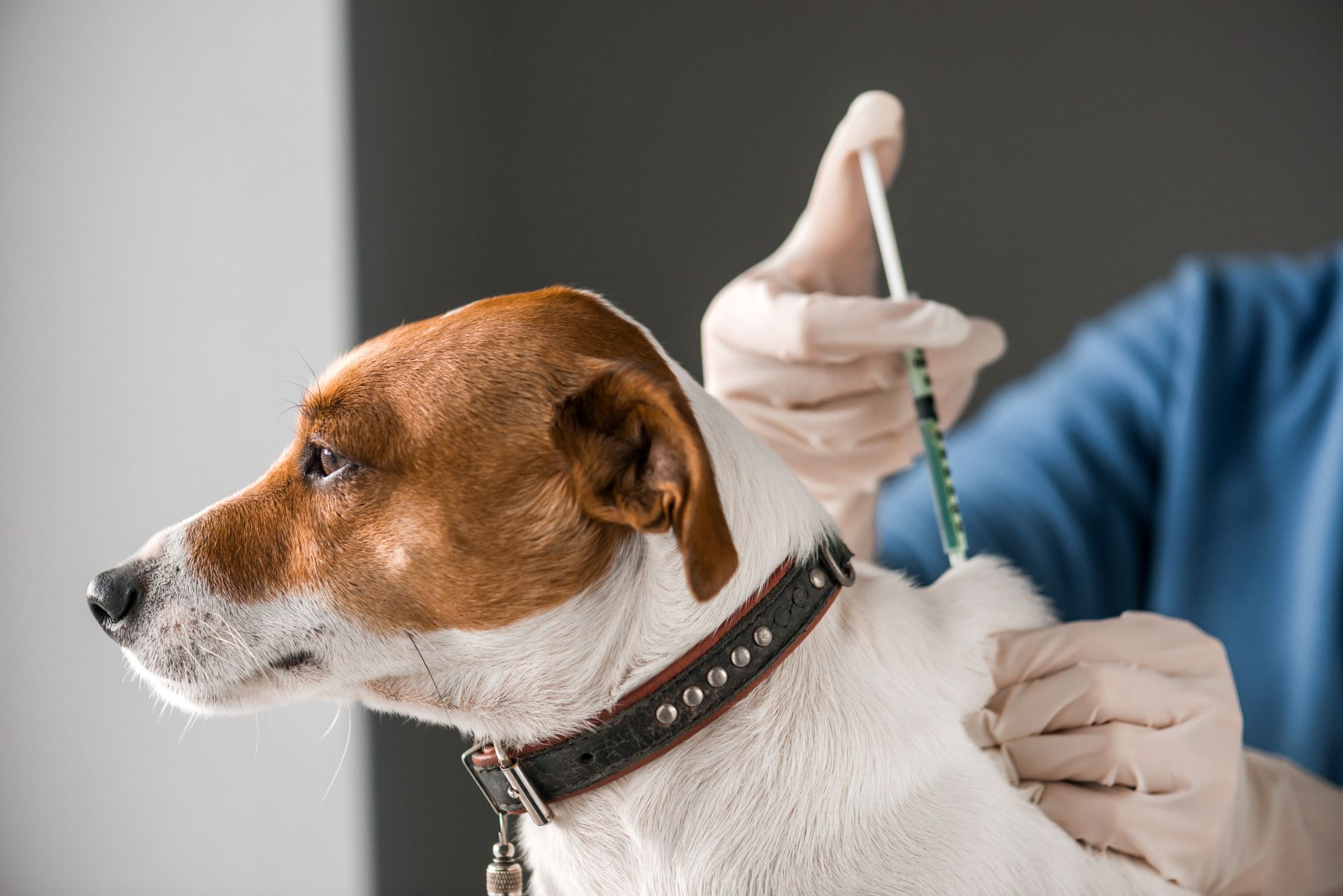 Veterinarian giving a dog a syringe injection in a clinic