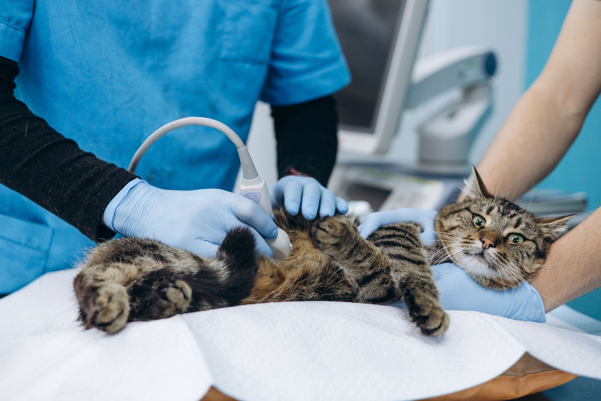 Tabby cat receiving veterinary care on a clinic examination table, with staff holding an ultrasound probe