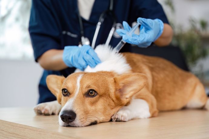 Veterinarian examining a brown-and-white dog on a table with gloved hands