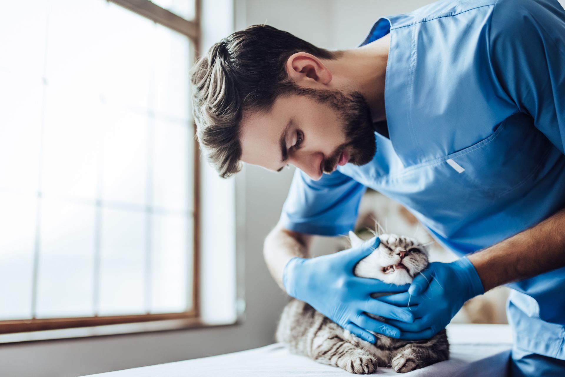Veterinarian in blue scrubs gently examining a cat on a table by a window Veterinarian in blue scrubs gently examining a cat on a table by a window