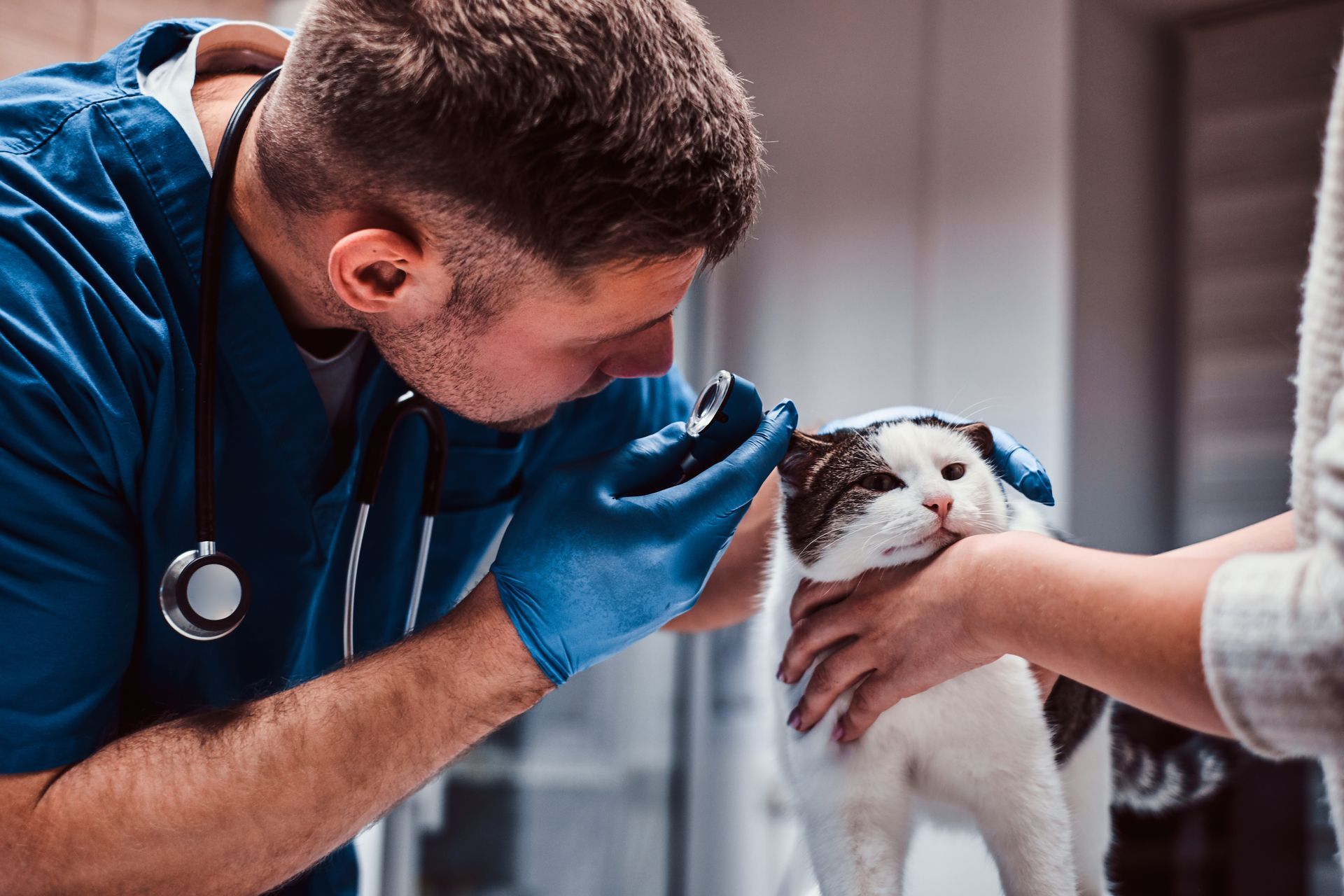 Veterinarian in blue gloves examines a small white dog while someone holds its head steady Veterinarian in blue gloves examines a small white dog while someone holds its head steady
