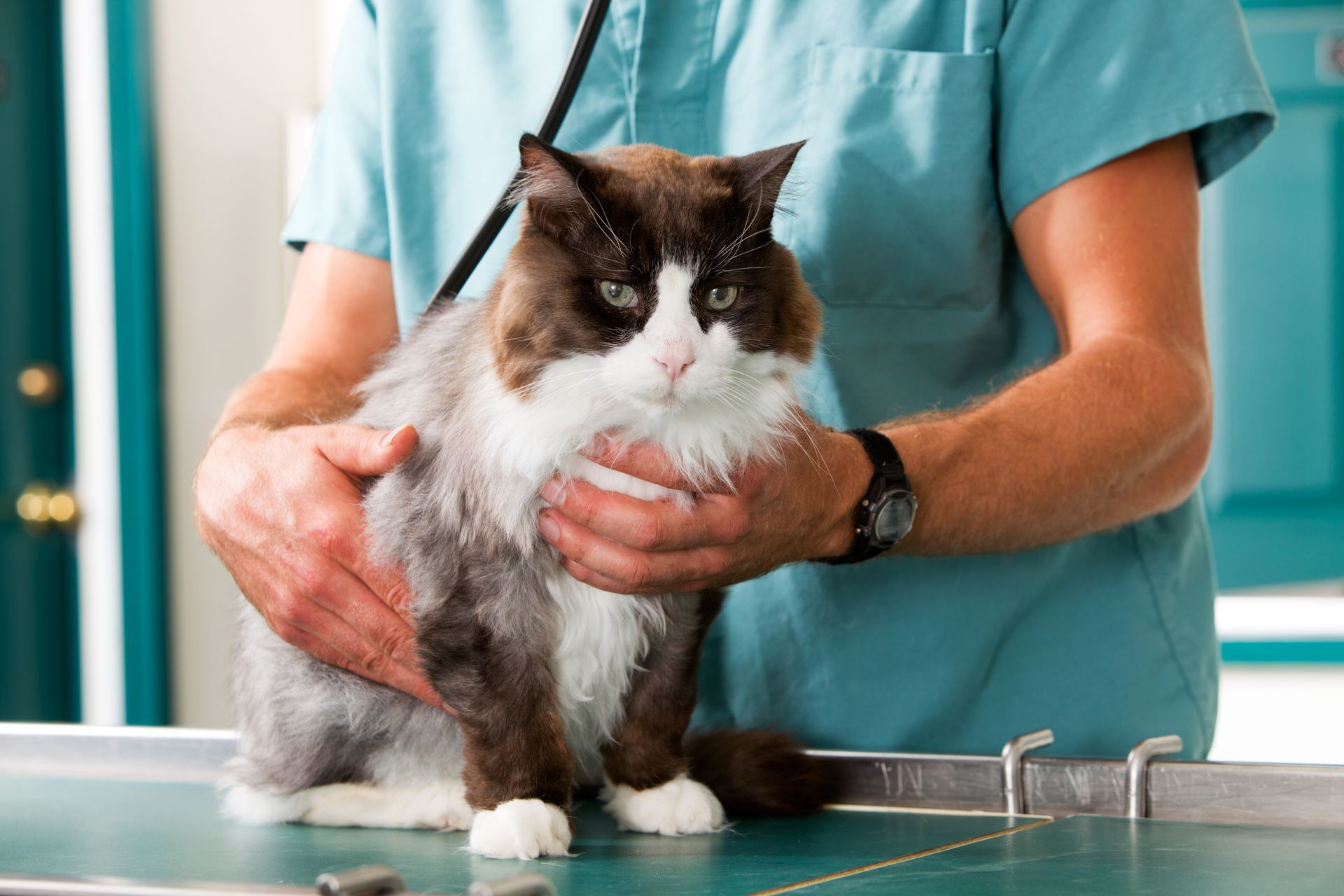Veterinarian holding a black-and-white cat on an exam table in a clinic Veterinarian holding a black-and-white cat on an exam table in a clinic