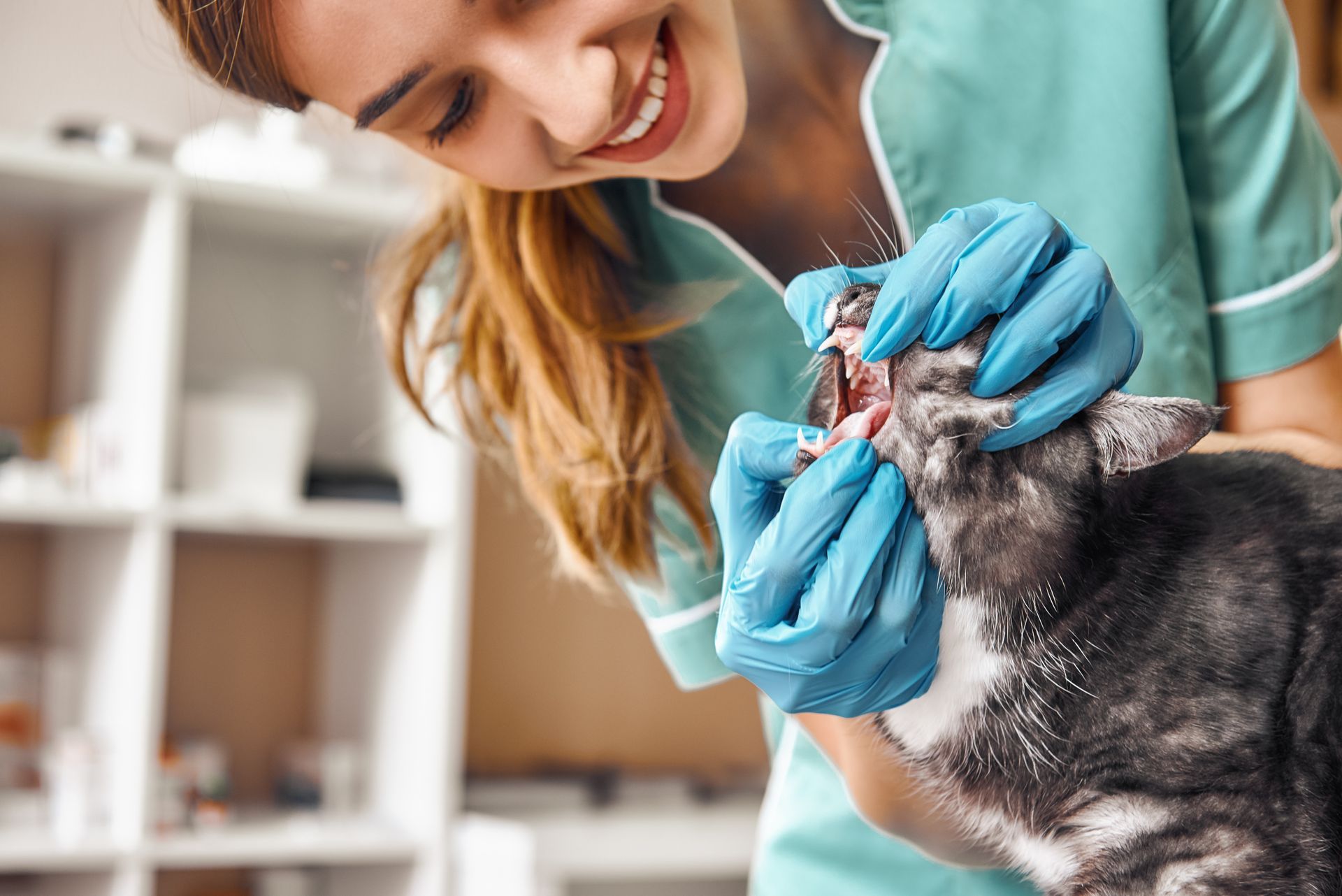 Veterinarian examining a small dog’s mouth while wearing blue gloves
