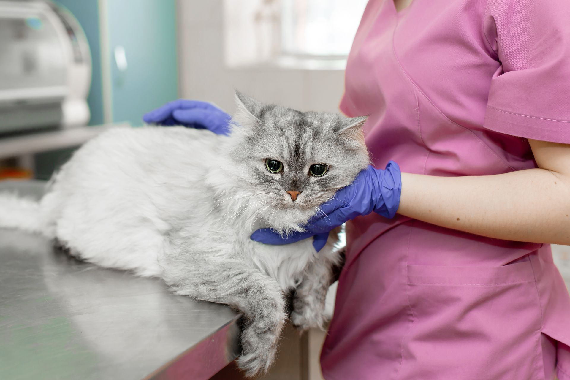 Gray cat on a veterinary exam table, held by a person in pink scrubs and blue gloves Gray cat on a veterinary exam table, held by a person in pink scrubs and blue gloves