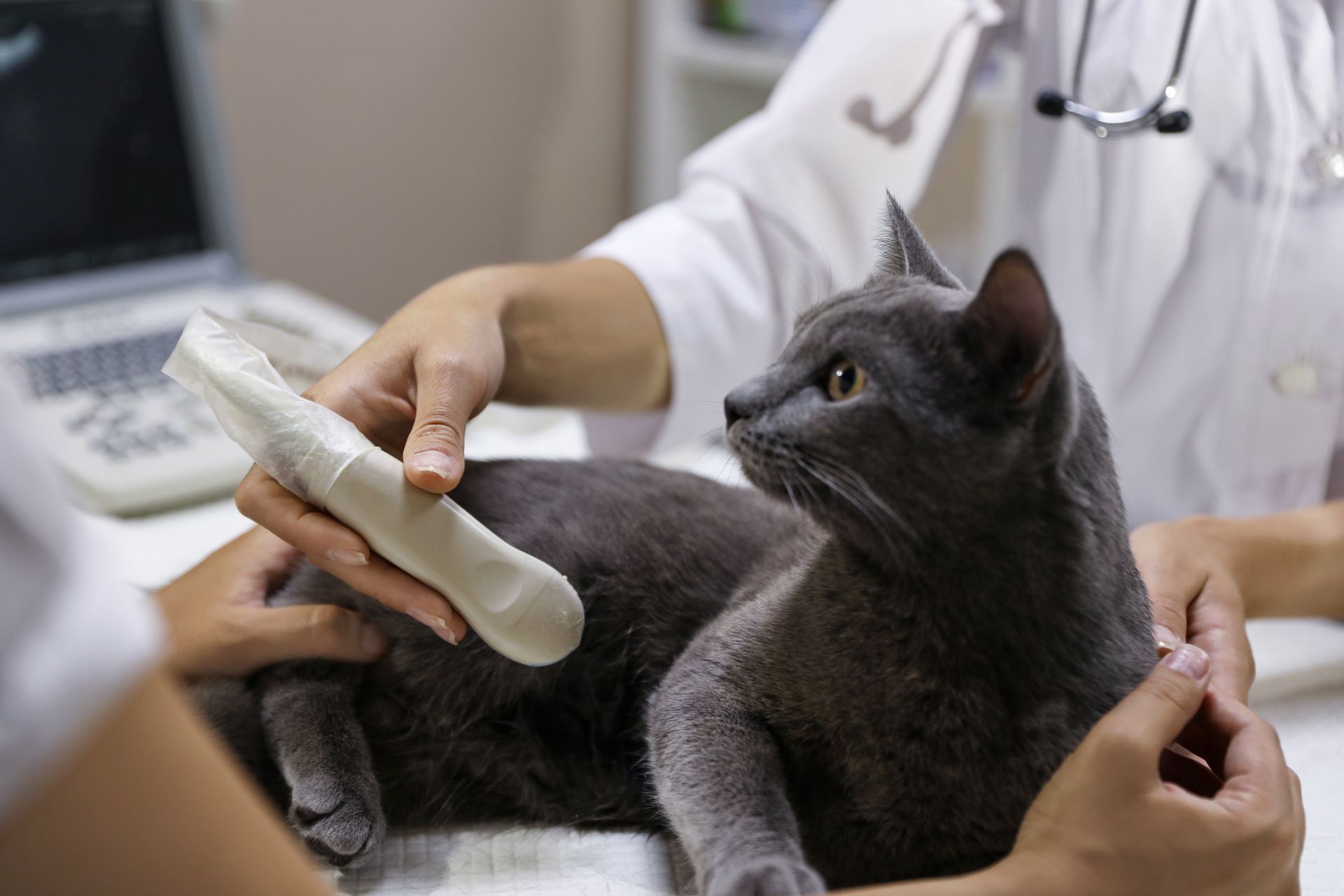 Veterinarian examining a gray cat with an ultrasound probe on a clinic table Veterinarian examining a gray cat with an ultrasound probe on a clinic table