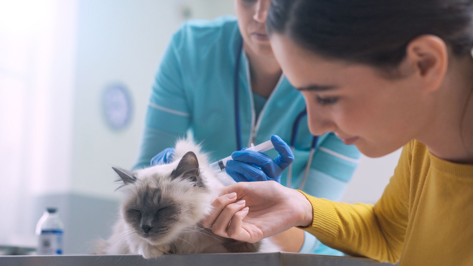 Veterinarian examining a fluffy cat while an assistant stands nearby in a clinic