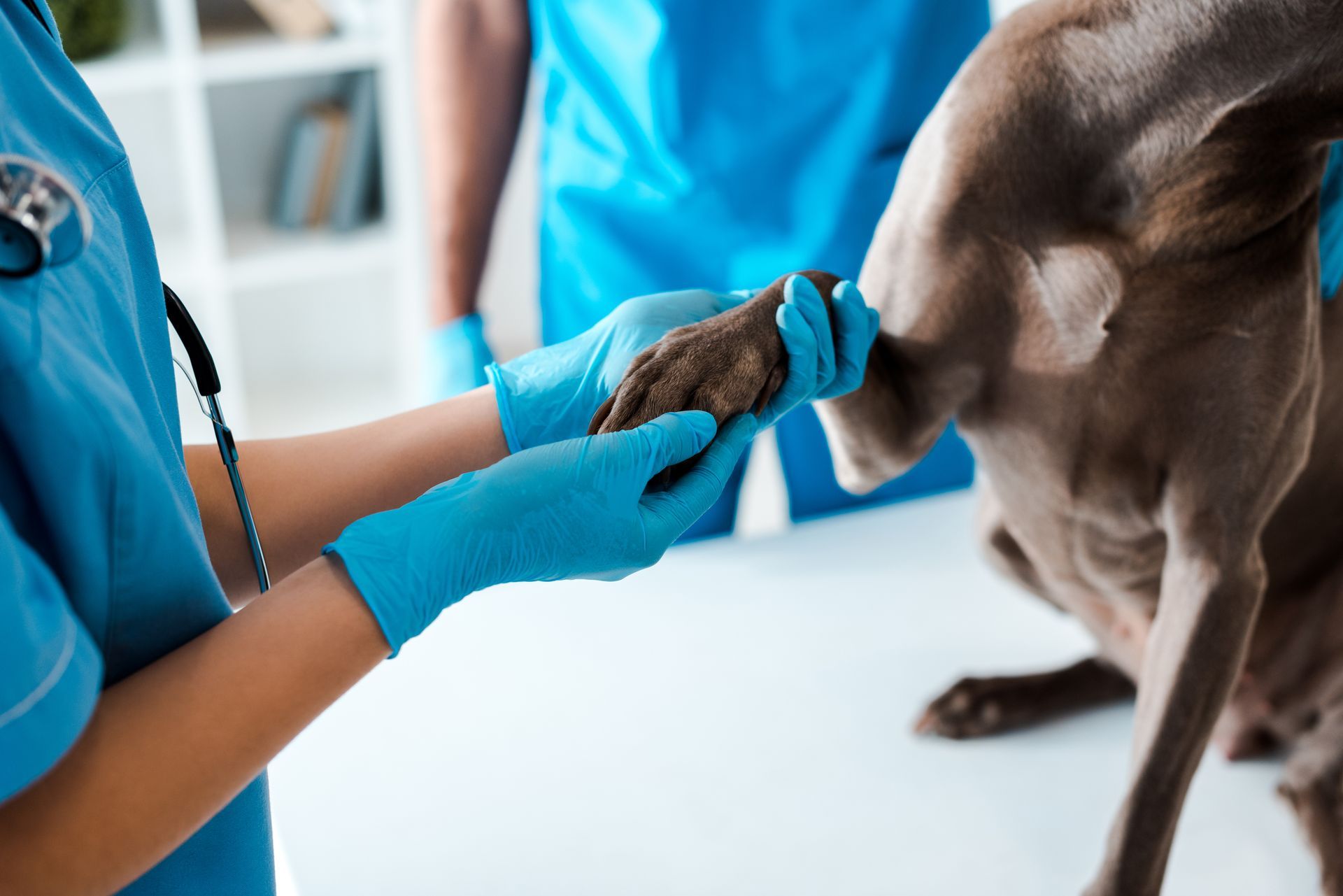 Veterinarian in blue gloves examining a dog’s paw in a clinic Veterinarian in blue gloves examining a dog’s paw in a clinic