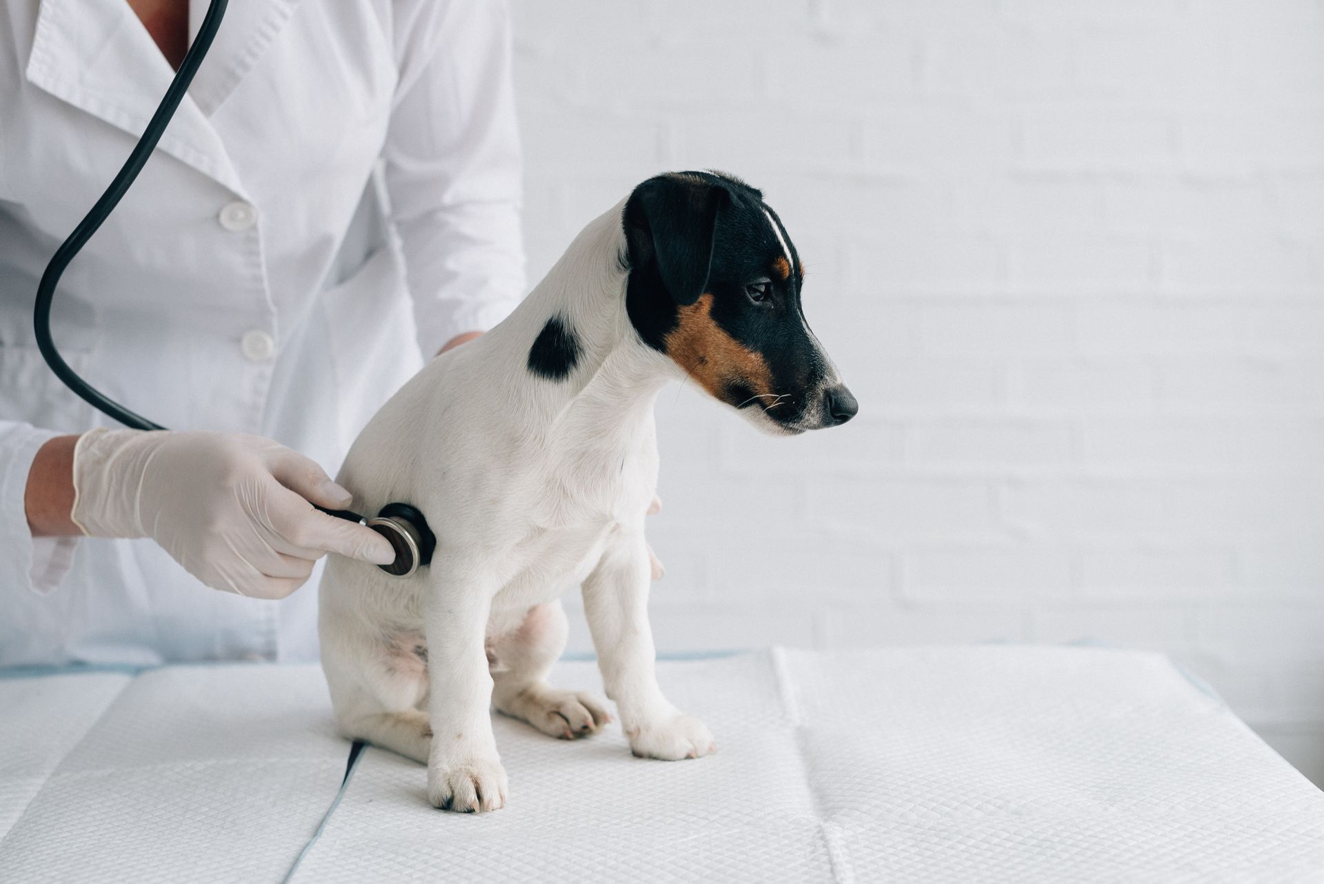 Veterinarian examining a small black-and-white dog on a clinic exam table