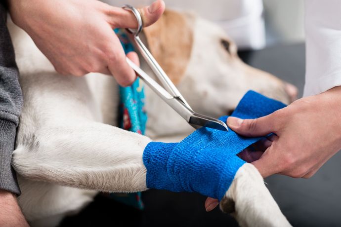 Veterinarian bandaging a dog's paw with blue wrap and scissors