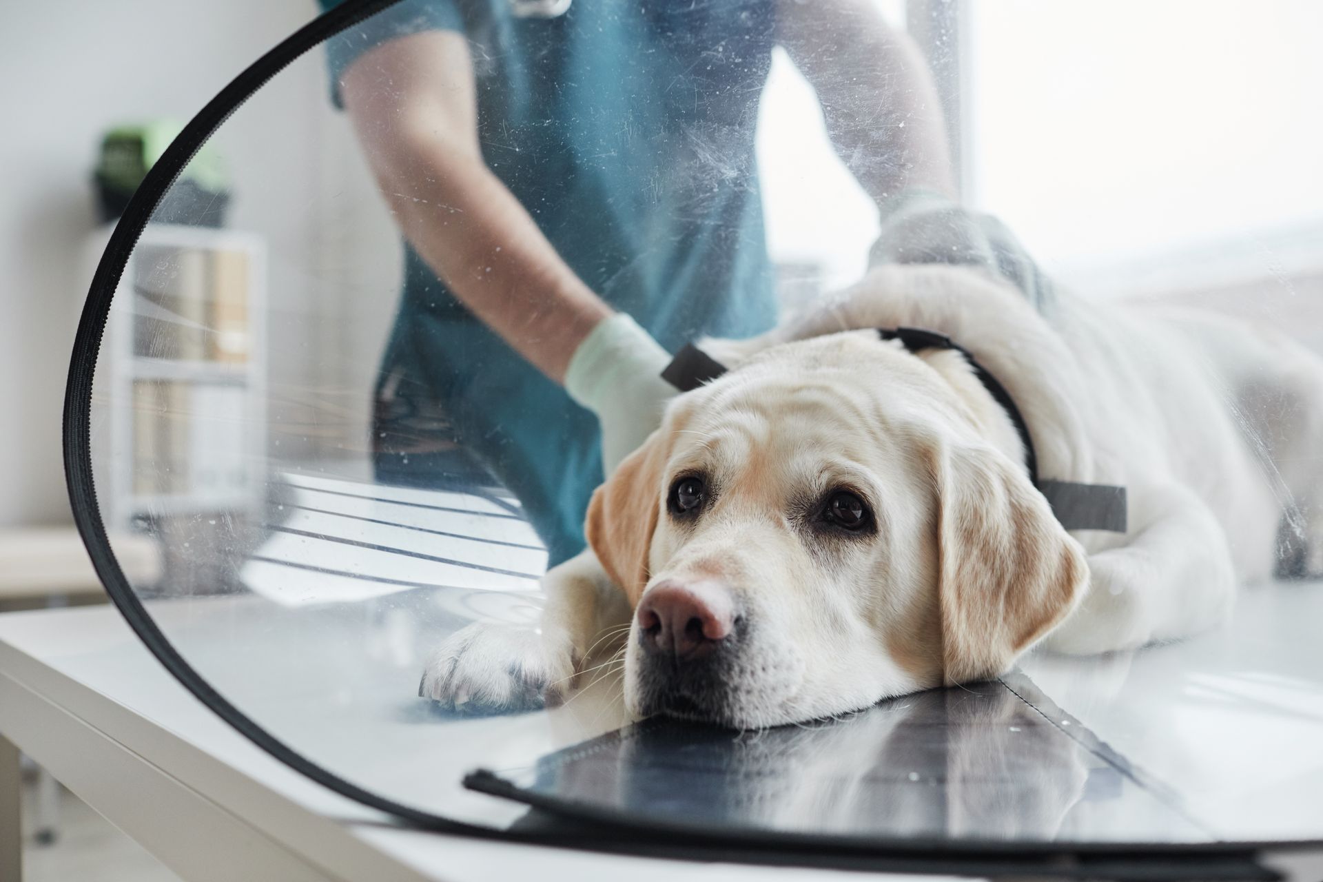 Yellow lab being groomed on a table by a person in blue gloves Yellow lab being groomed on a table by a person in blue gloves