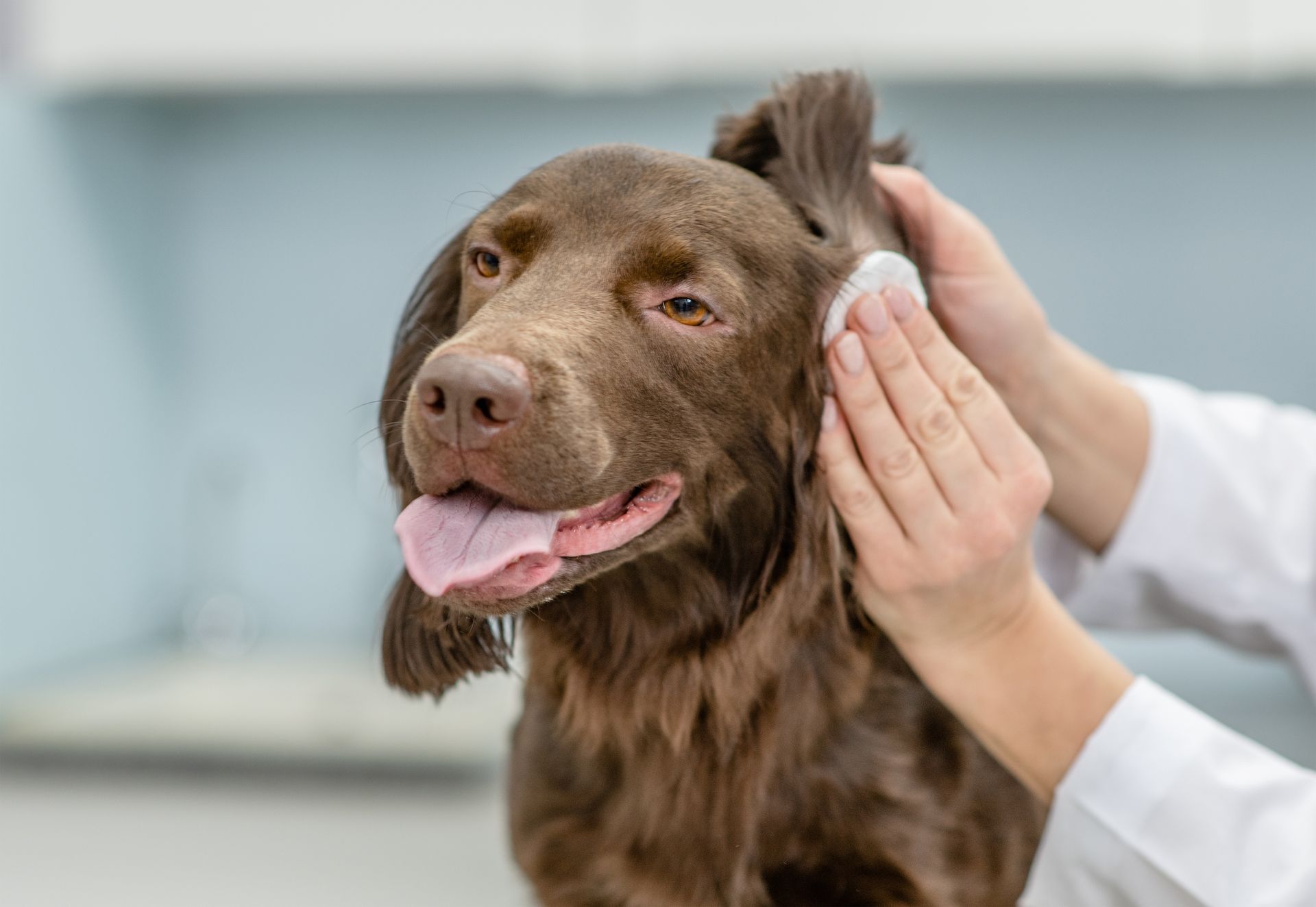 Brown dog being examined by a veterinarian, with hands checking its ear Brown dog being examined by a veterinarian, with hands checking its ear