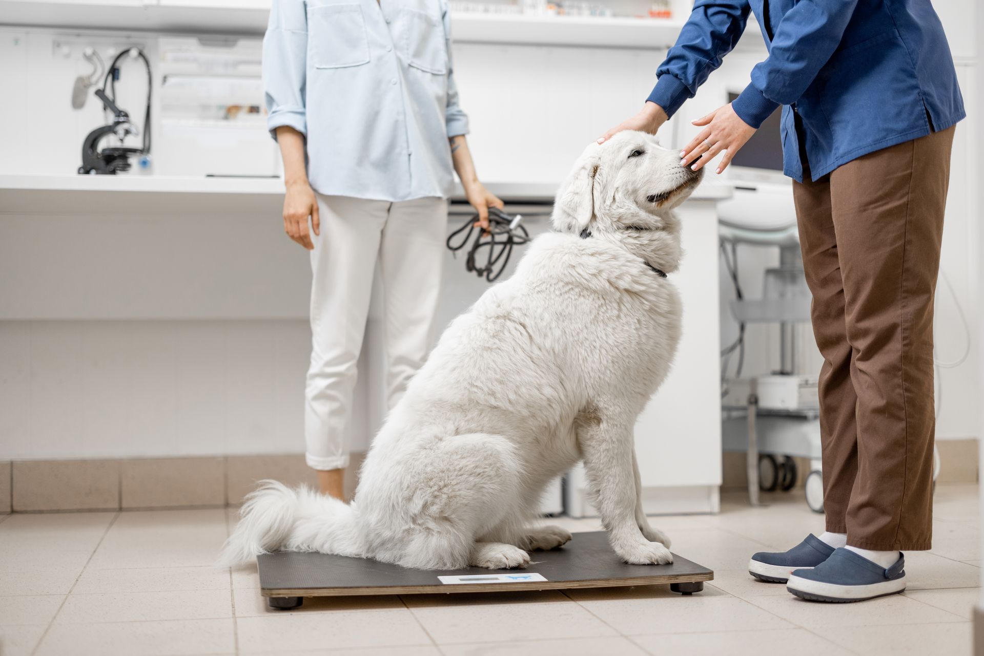 Veterinarian and assistant examining a large white dog in a clinic room Veterinarian and assistant examining a large white dog in a clinic room