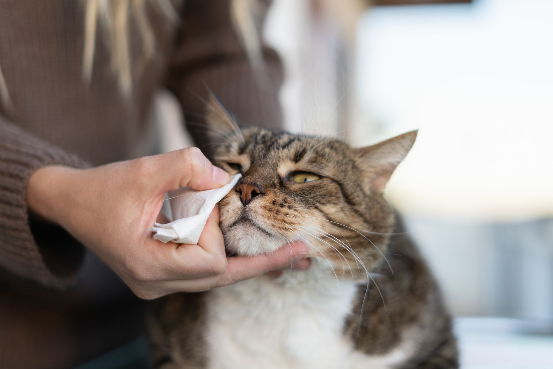Hand wiping a cat’s face with a tissue as the cat squints Hand wiping a cat’s face with a tissue as the cat squints
