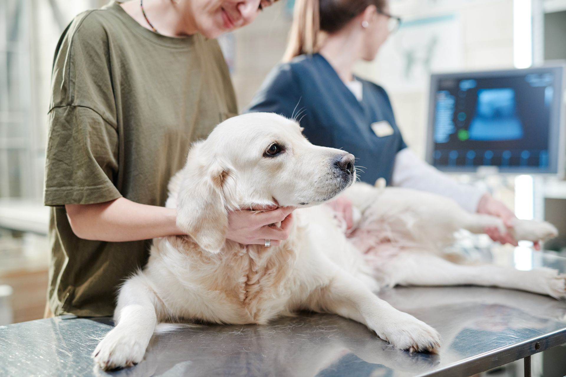 Veterinarian examining a white dog on a clinic exam table with staff in the background
