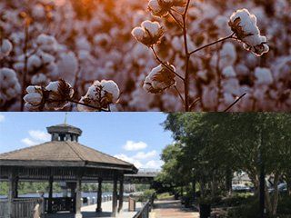 White Flowers on Sunset — Pensacola, FL — Home Buying and Sales