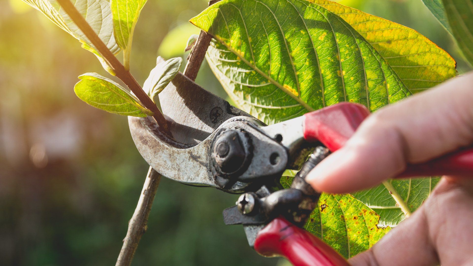 Tree Pruning in Hedgesville, WV