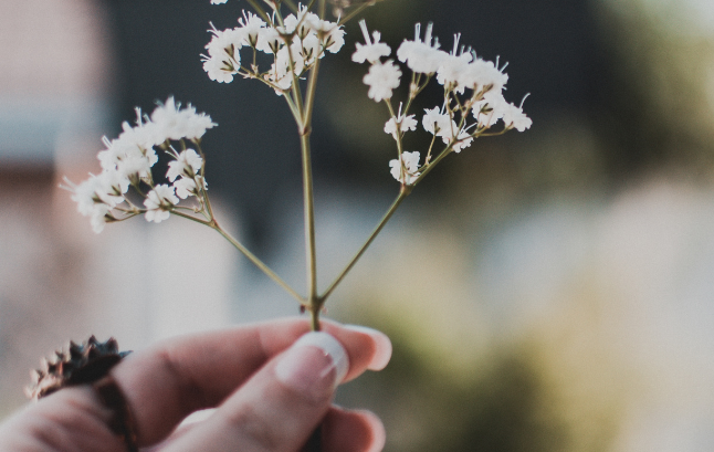 A close-up of a hand holding a delicate sprig of small white flowers against a soft, blurred outdoor background.