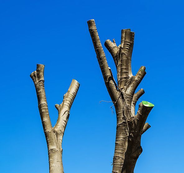 Tree Topping