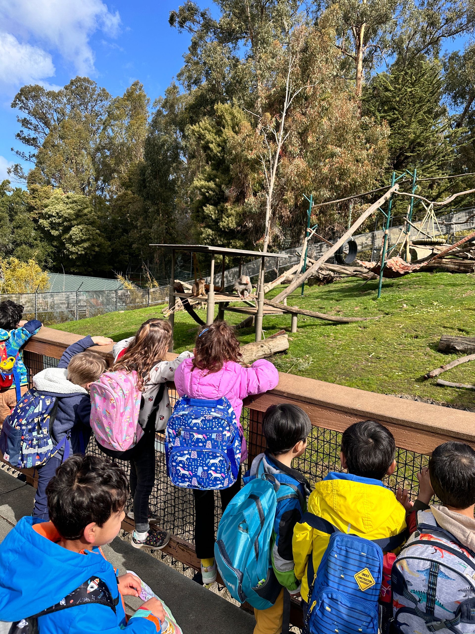 A group of Montessori child watching the animals at the Oakland Zoo