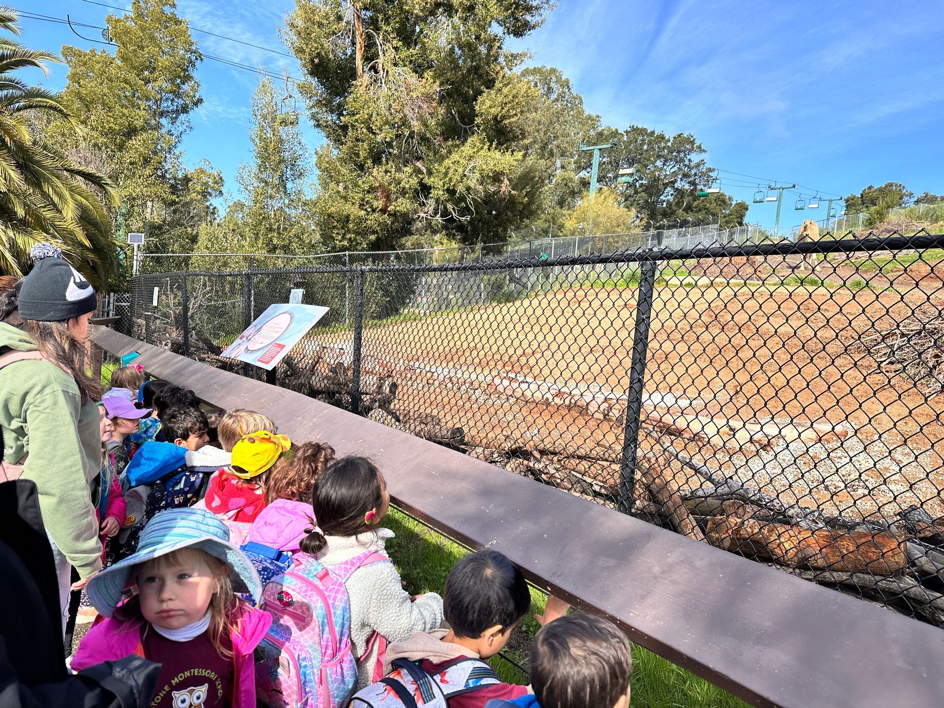 A group of Montessori child watching the animals at the Oakland Zoo