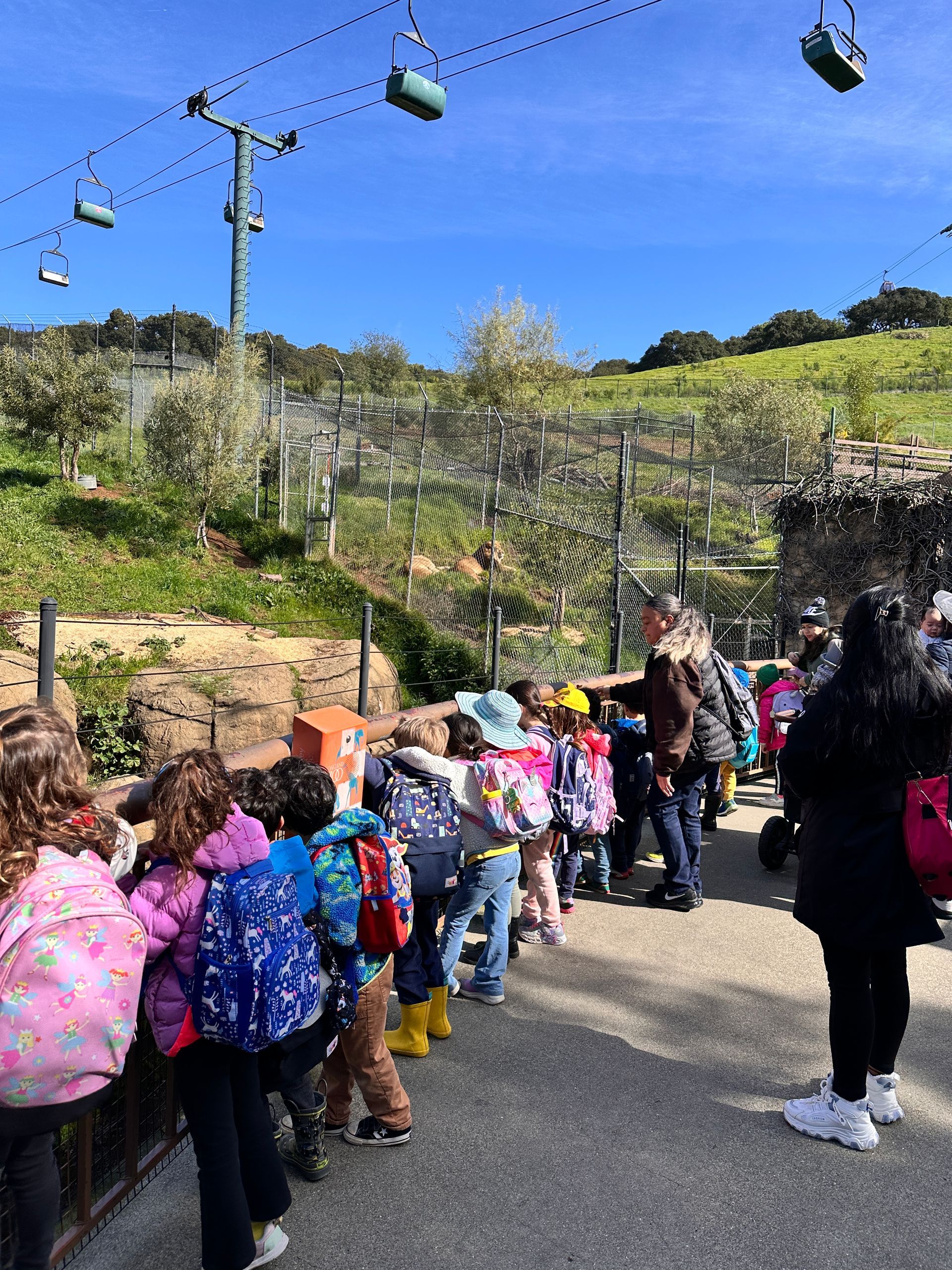 A group of Montessori child watching the animals at the Oakland Zoo