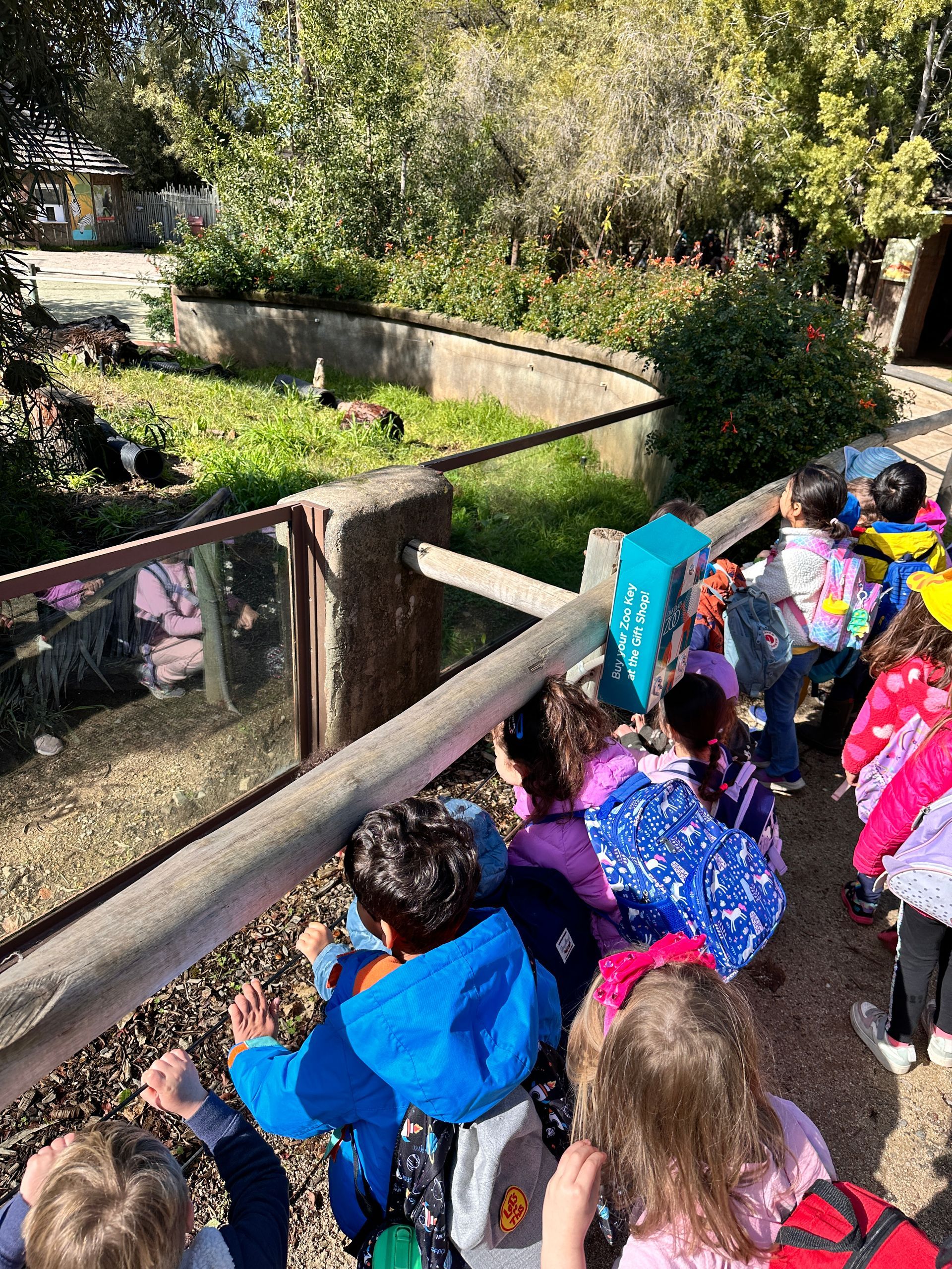 A group of Montessori child watching the animals at the Oakland Zoo