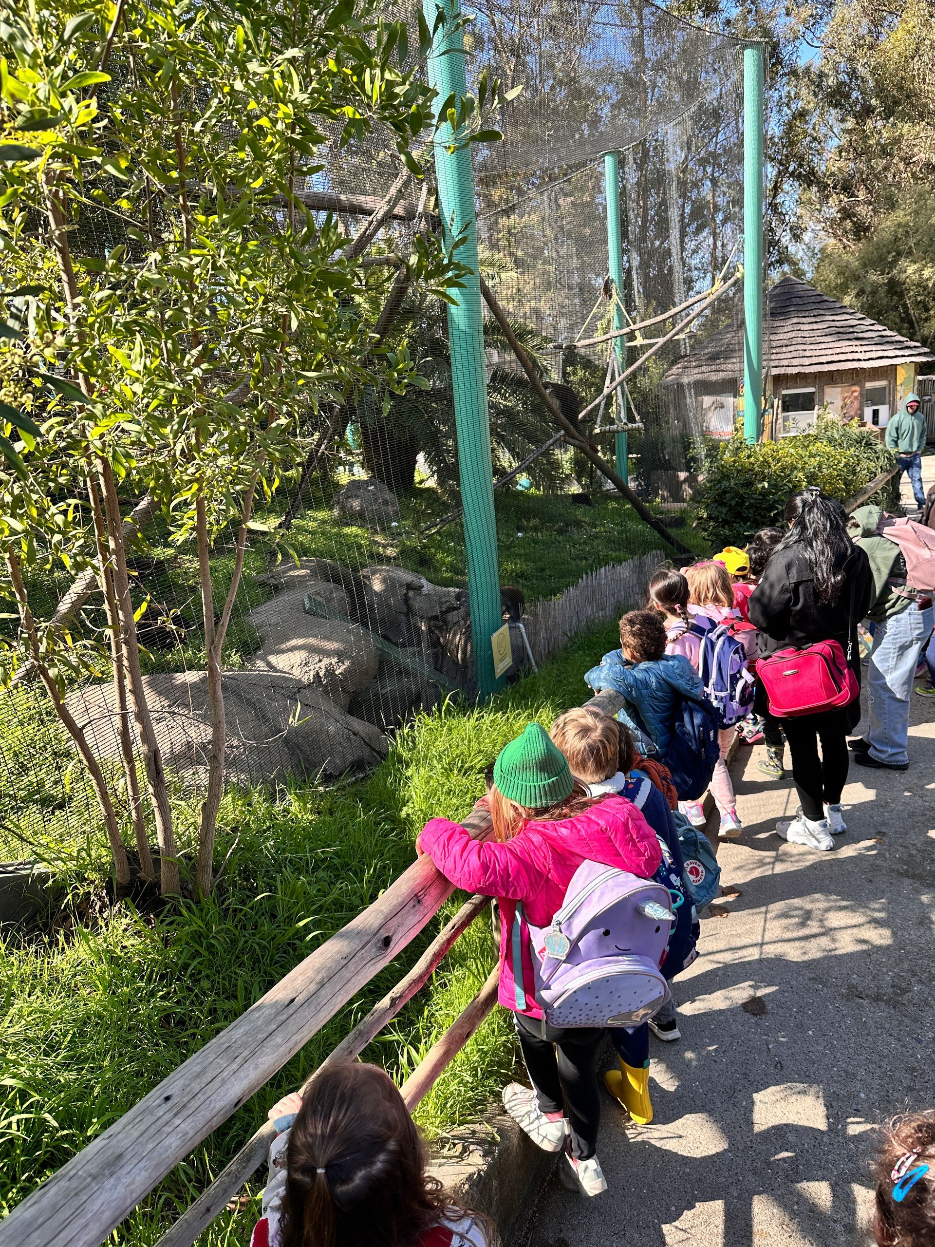A group of Montessori child watching the animals at the Oakland Zoo