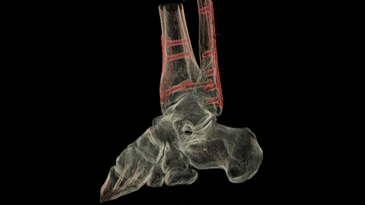 A computer generated image of a rabbit 's skeleton on a black background.