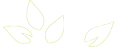 Outline of four light green leaves.