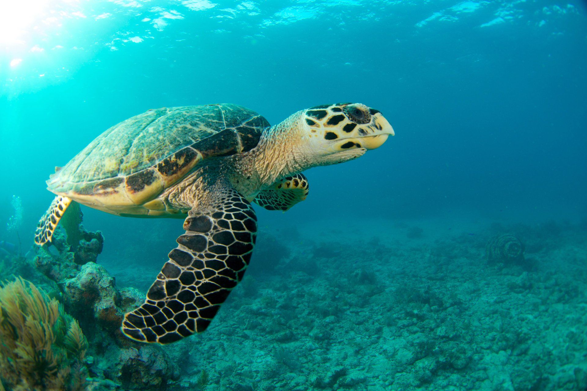 Hawkspill Turtle swimming in the Ocean