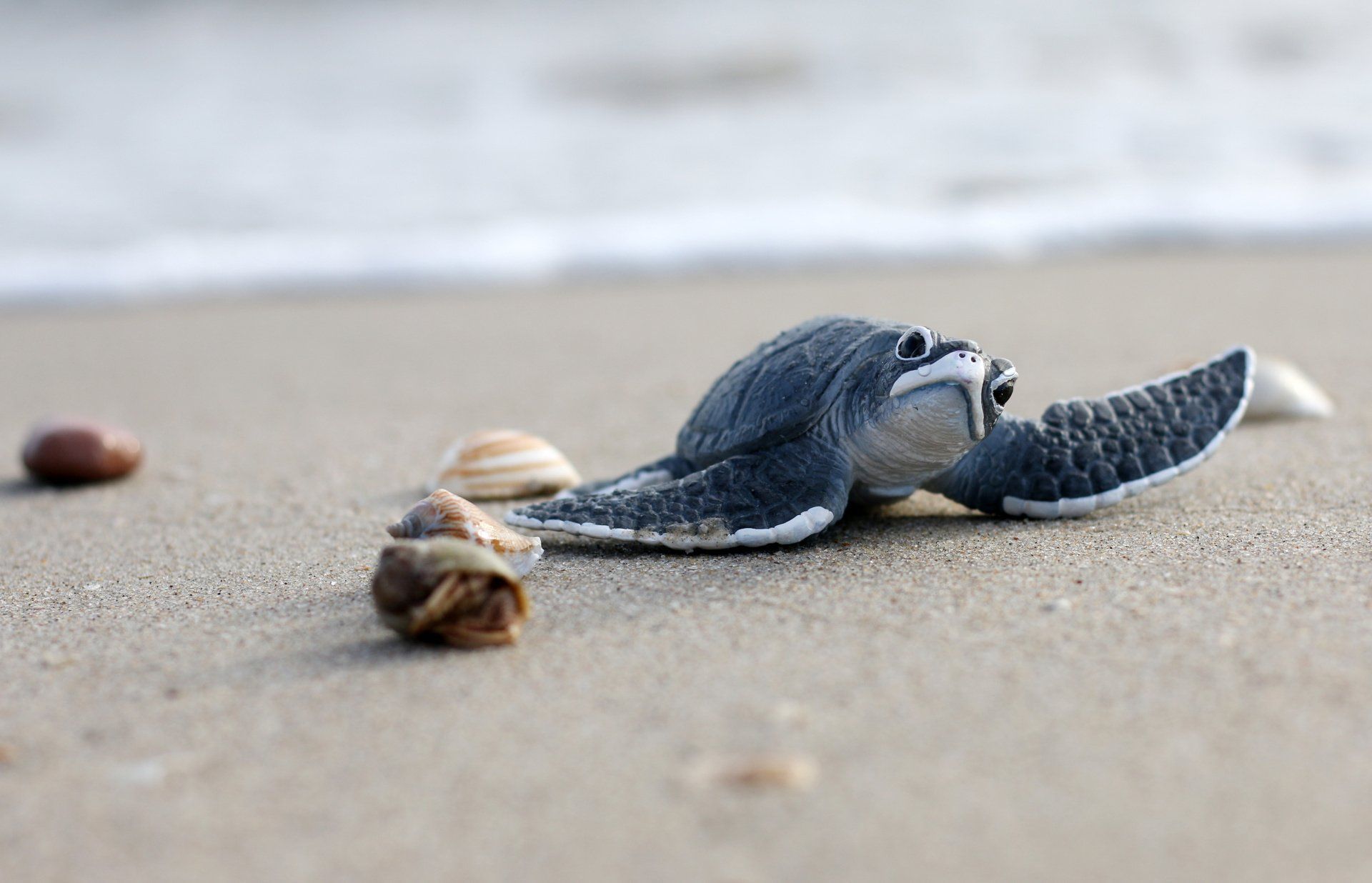 Baby Leatherback Turtle, heading for the safety of the Ocean