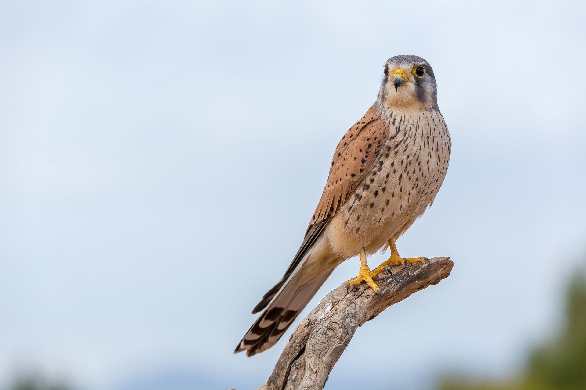 A beautiful Kestrel perched on a branch