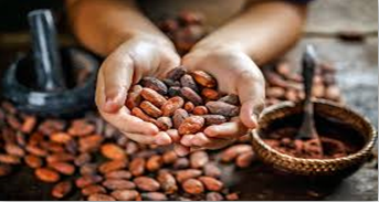 Two hands cupped together holding Cocoa Pods