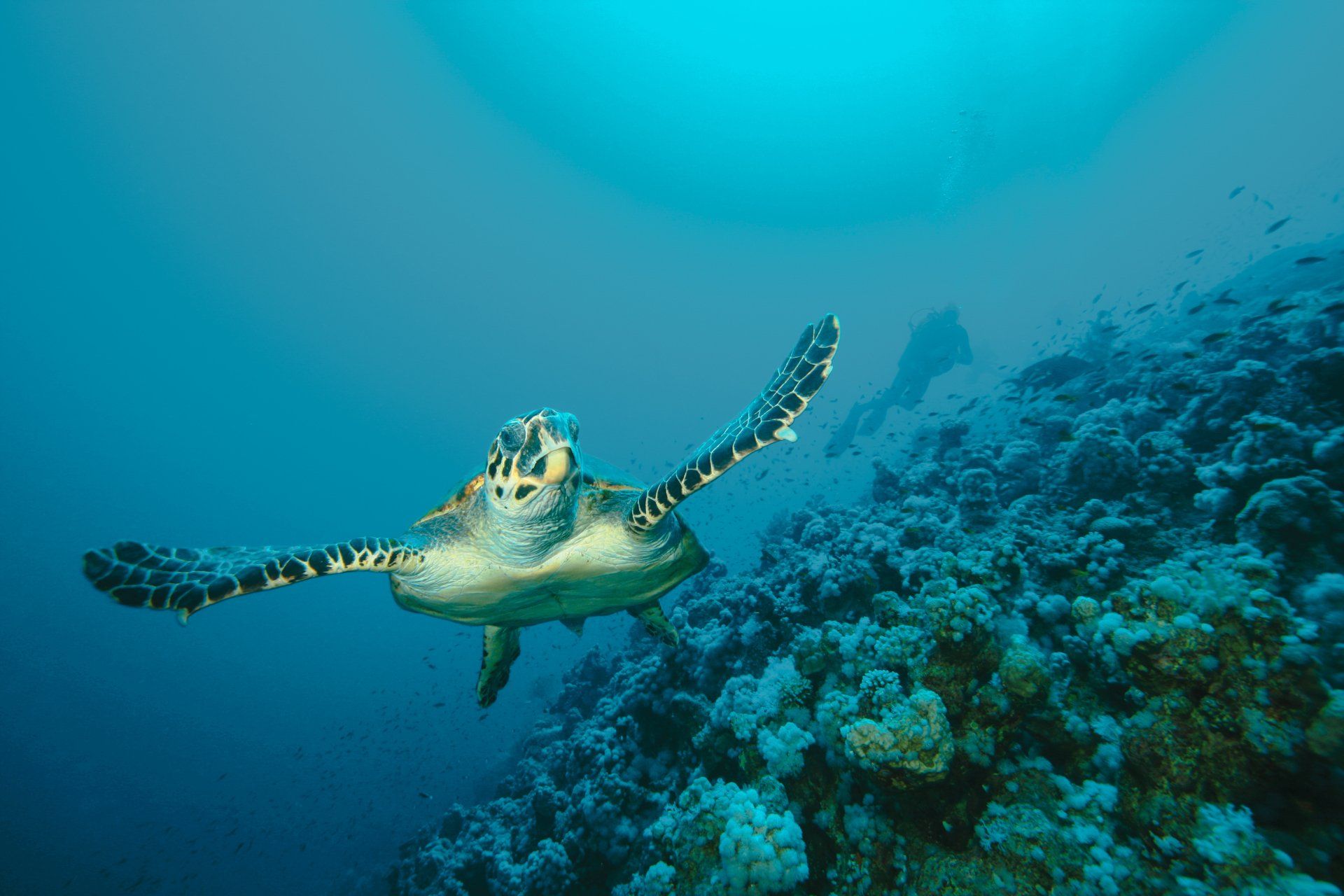 Loggerhead Turtle swimming over a coral reef