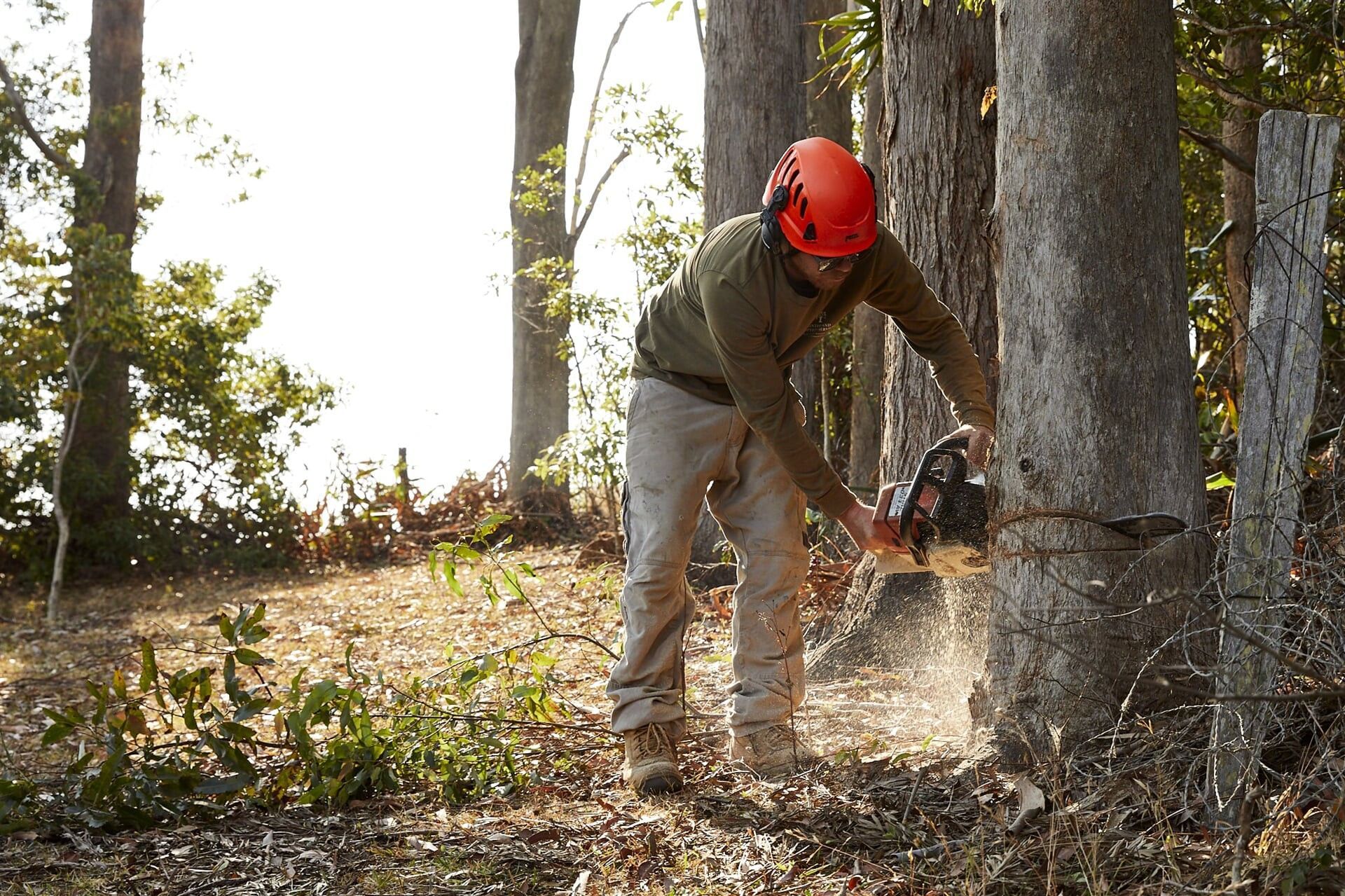 Landscaper Cutting Down a Large Tree With a Chainsaw — Hinterland Property Services in Coopers Shoot, NSW