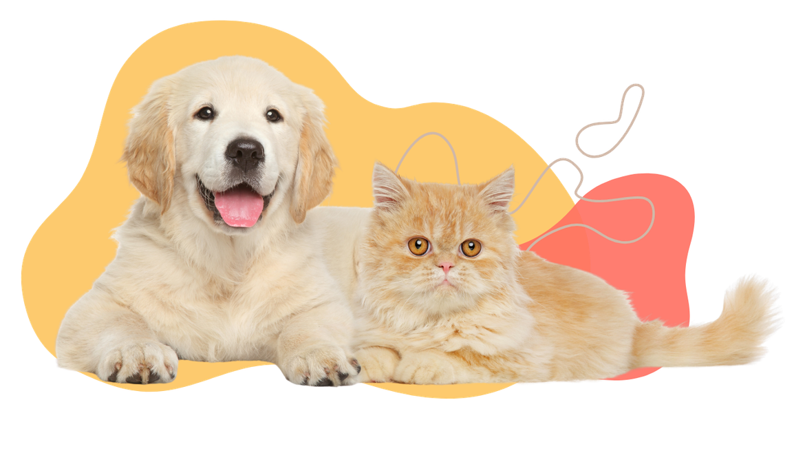 Golden retriever puppy and orange cat lying together.