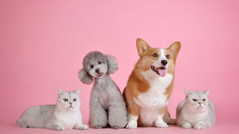 Two gray cats and two dogs (a poodle and corgi) against a pink background.