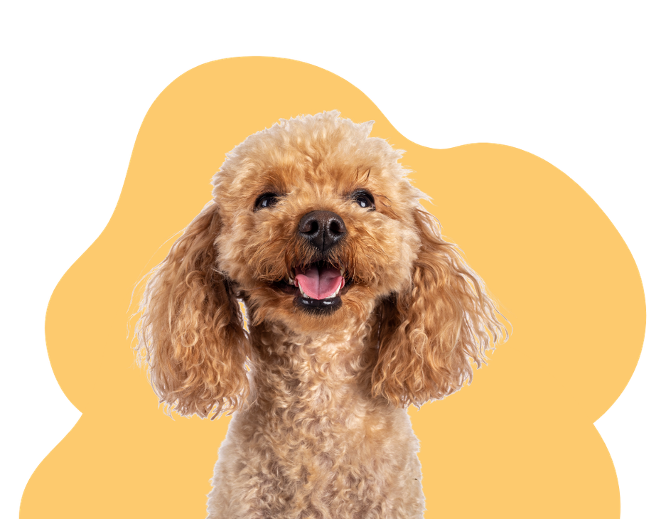 Happy brown poodle with open mouth, against a yellow shape background.